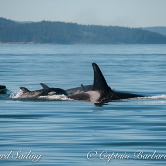 Sailing with Transient (Biggs) Killer Whales T100’s and T65B’s