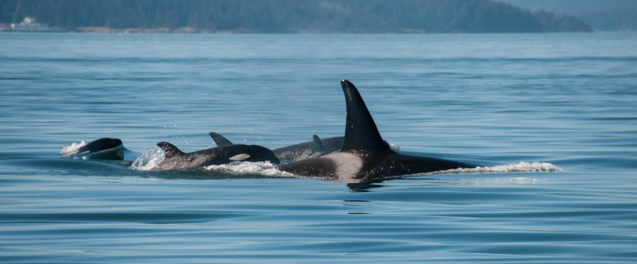 Sailing with Transient (Biggs) Killer Whales T100’s and T65B’s