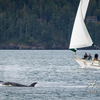 Afternoon Ts at Friday Harbor