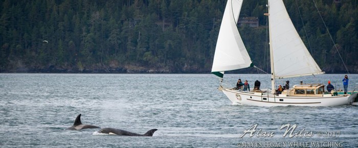 Afternoon Ts at Friday Harbor