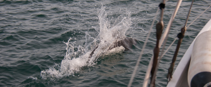Dalls Porpoise and J Pod