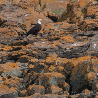 Eagle City, Long Island