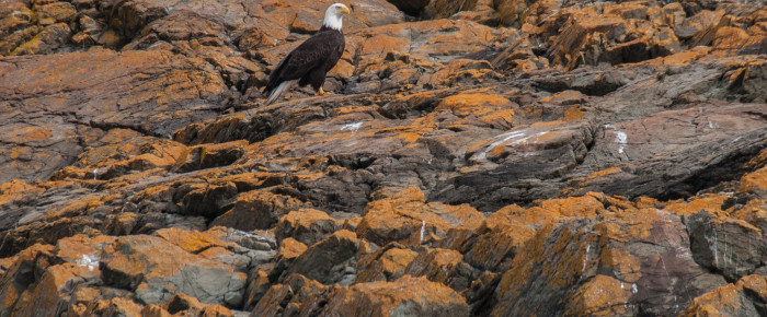 Eagle City, Long Island