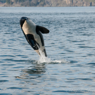 J Pod in San Juan Channel