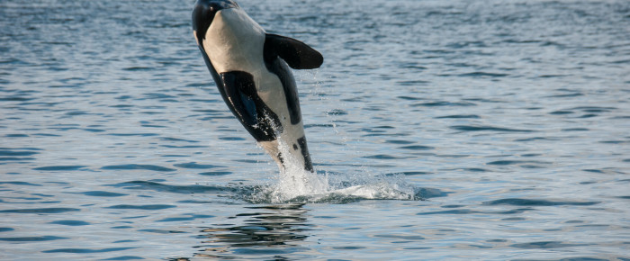 J Pod in San Juan Channel