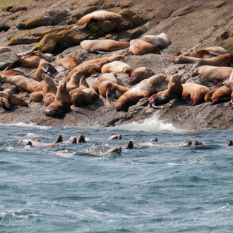 Now that’s a lotta sea lions!