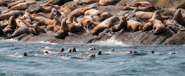 Now that’s a lotta sea lions! Now that’s a lotta sea lions!