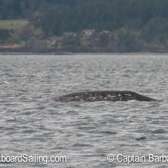 A gray whale at our door step