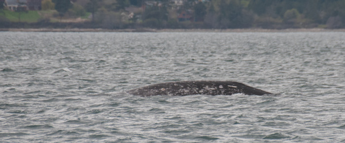 A gray whale at our door step