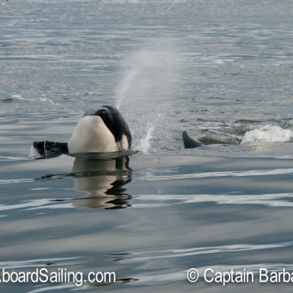 Transient Orcas T49As meet T36As and T99s at Patos