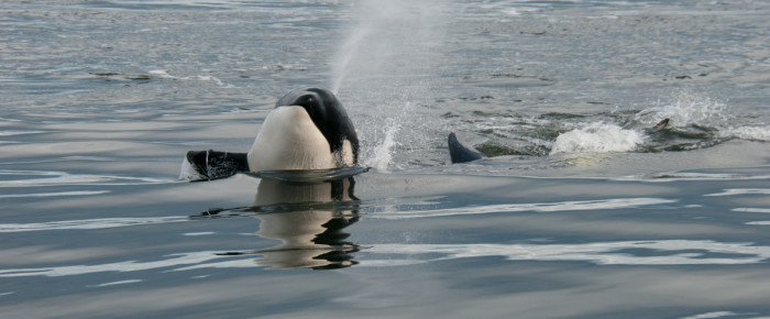 Transient Orcas T49As meet T36As and T99s at Patos
