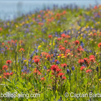 Yellow Island, a Nature Conservancy Preserve