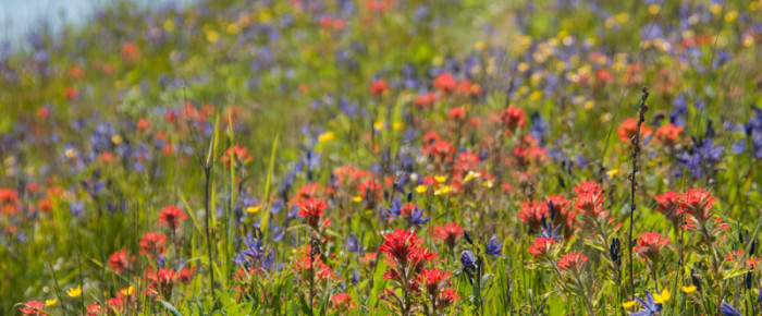 Yellow Island, a Nature Conservancy Preserve