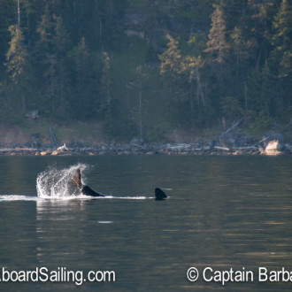 We met Southern Resident J Pod Orcas at Blunden Island