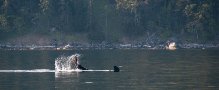 We met Southern Resident J Pod Orcas at Blunden Island We met Southern Resident J Pod Orcas at Blunden Island
