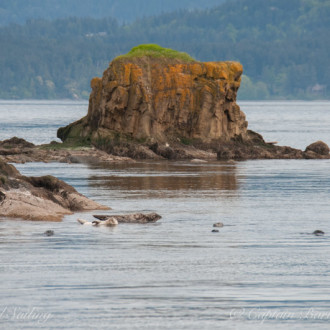 Seals, Sea Lions and Sunsets