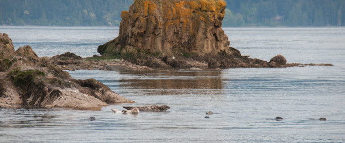 Seals, Sea Lions and Sunsets