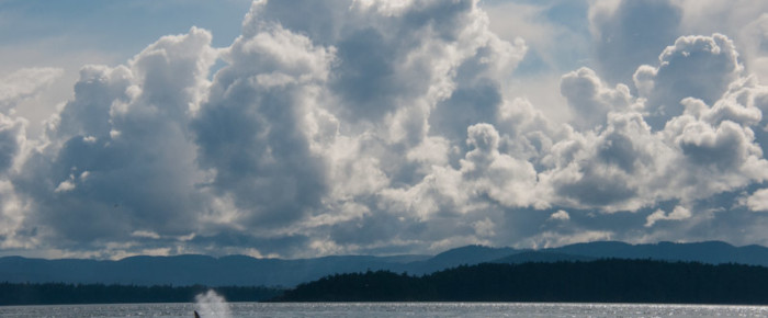 Transient Orcas T101’s and spectacular skies
