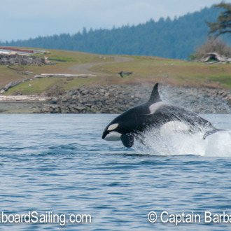 T123s  chase steller sea lion