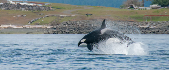 T123s  chase steller sea lion