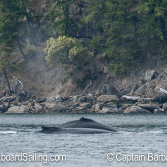 A visit with Humpback whales at Java Islets