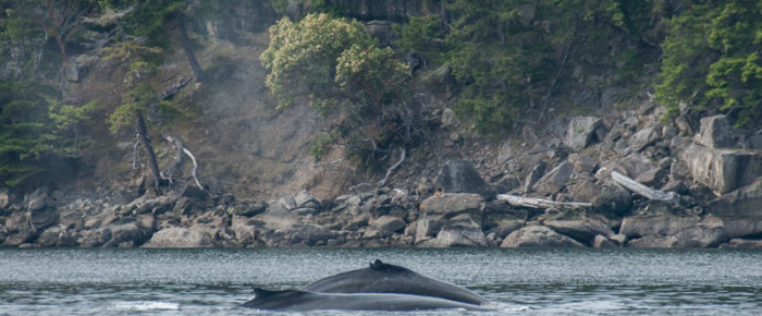 A visit with Humpback whales at Java Islets