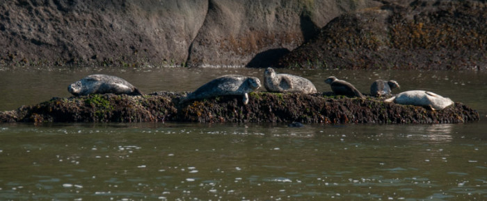Visiting our favorite wildlife islands