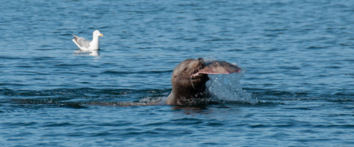 An adventure to Sucia Island