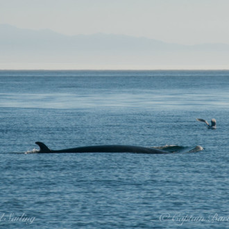 A dinner with minke whales