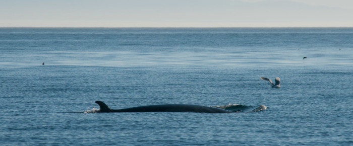 A dinner with minke whales