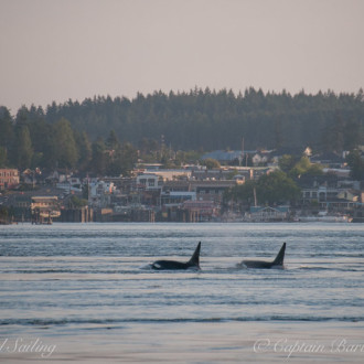 A schwack of transient orcas outside of Friday Harbor