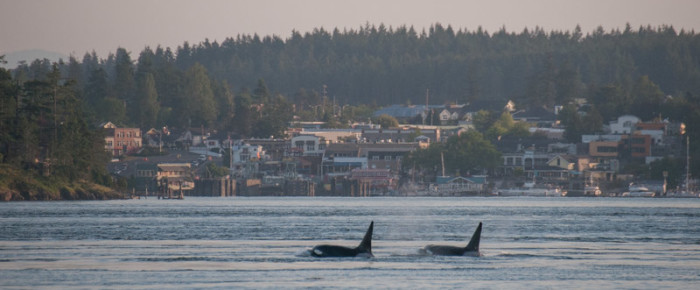 A schwack of transient orcas outside of Friday Harbor