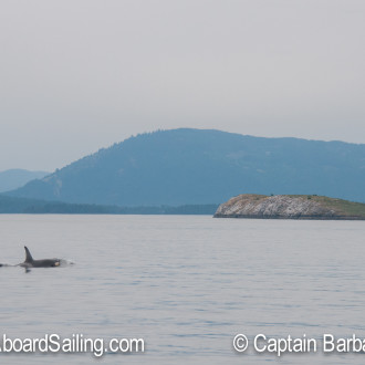 J pod near Mandarte Island