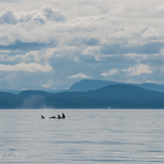 Sailing the extra nautical mile to meet Transient Orcas