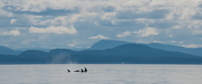 Sailing the extra nautical mile to meet Transient Orcas Sailing the extra nautical mile to meet Transient Orcas
