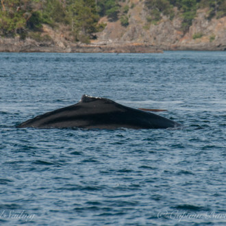 Humpback MMY0009 (aka MMY0001) passing Friday Harbor