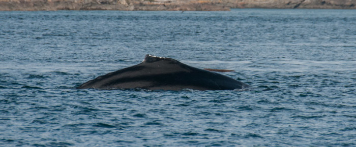 Humpback MMY0009 (aka MMY0001) passing Friday Harbor