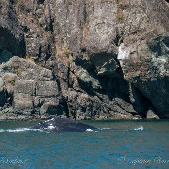 Humpbacks near Pender Islands