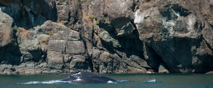 Humpbacks near Pender Islands Humpbacks near Pender Islands
