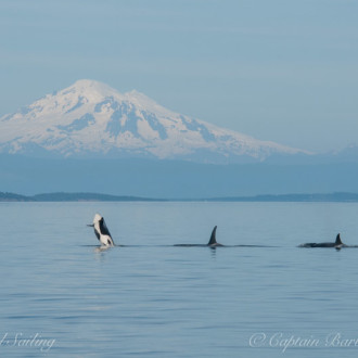 T65As Transient killer whales with Mt Baker