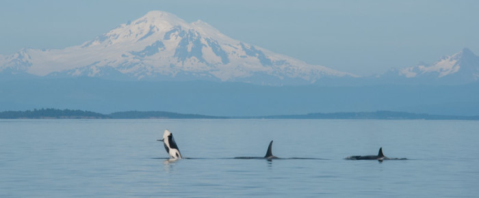 T65As Transient killer whales with Mt Baker T65As Transient killer whales with Mt Baker