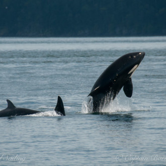 Transient Orcas, T2C’s, in San Juan Channel