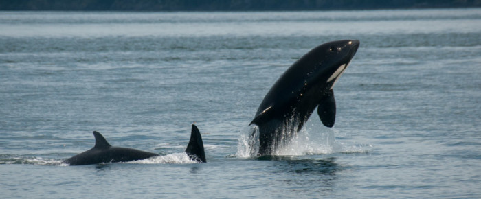 Transient Orcas, T2C’s, in San Juan Channel