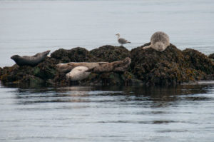 Harbor seals in a variety of colors