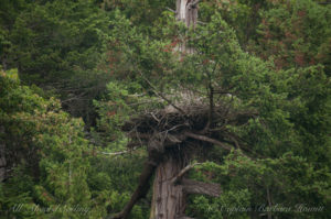 Bald eagle's nest