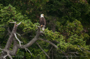 Bald eagle Orcas Island
