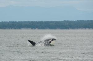 Whale watching sailing Transient Orca T65A2 lunging