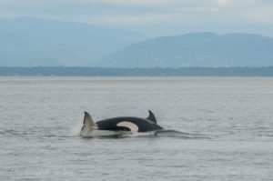 T65A5 lunging (If only we could see the underbelly to tell if this is a male or female)