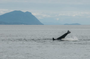 Sailing whale watching San Juan Islands Transient Orca T65A4 leaping next to a harbor seal