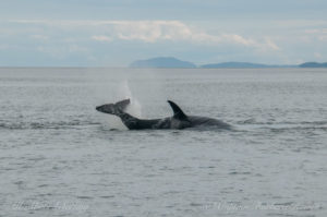 Sailing whale watching T65A5 spinning her tail around in a circle to smack the harbor seal beside her (head visible under her tail)